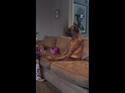 Cierpliwy pies i mala dziewczynka