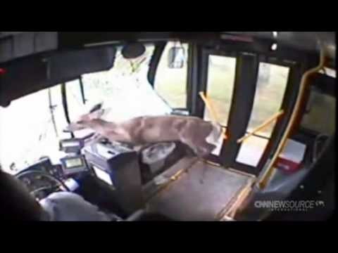 Jelonek wpada do autobusu
