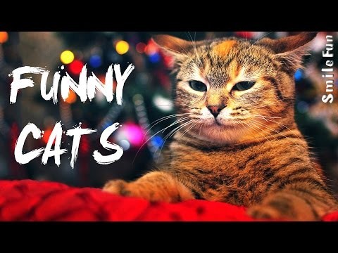 Zabawa z kotami smieszne koty 2017