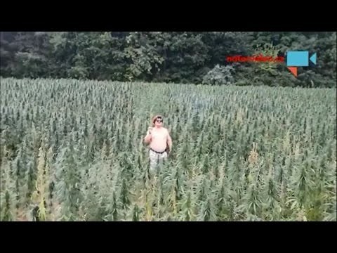 Popek na swojej plantacji Marihuany 