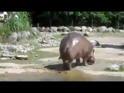 Pierdniecie Hipopotama 