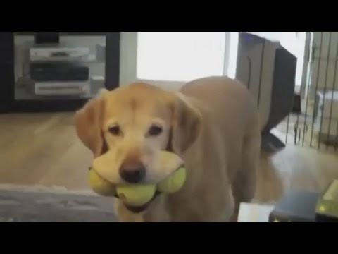 Smart dog