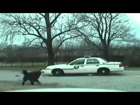 Psy vs policja