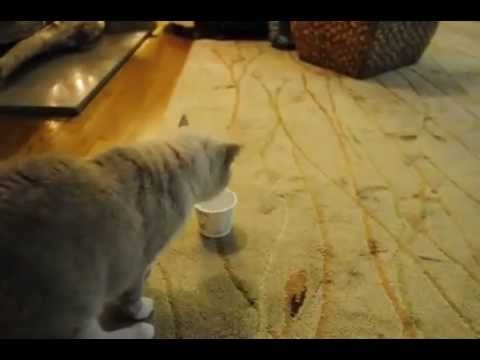 Cat vs Yogurt