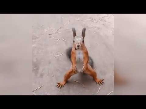 Wiewiorka tanczy lepiej od Ciebie