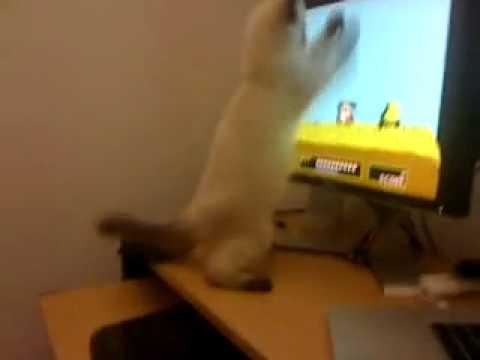 Kot gra w kaczki na komputerze