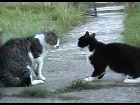 "Rozmawiajace" koty
