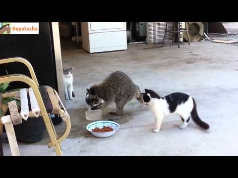Szop kradnie jedzenie kotom 