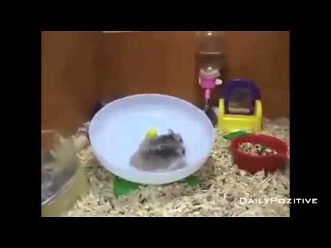 Hamsters Running