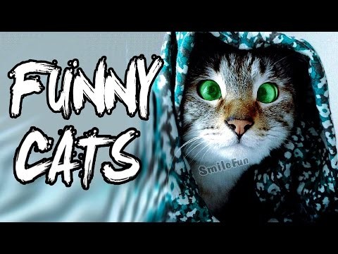 Smieszne Koty 2017 | BEST Zabawa z kotow