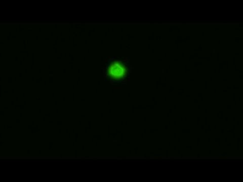 Ufo nad Gdanskiem..