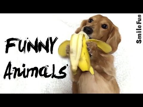 Funny Animals 2017 Fresh Zabawa ze zwierzetami