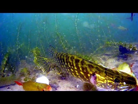  Jak atakuje Szczupak-podwodny swiat 