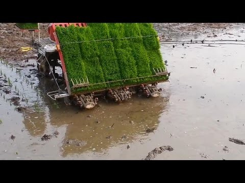 Maszyna do sadzenia ryzu
