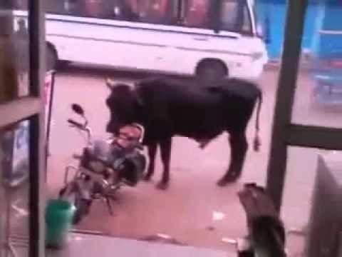 Bull love Motorbike / &#1041;&#1099;&#1082; &#1074;&#1083;&#1102;&#1073;&#1080;&#1083;&#1089;&#1103; &#1074; &#1084;&#1086;&#1090;&#1086;&#1094;&#1080;&#1082;&#1083; 