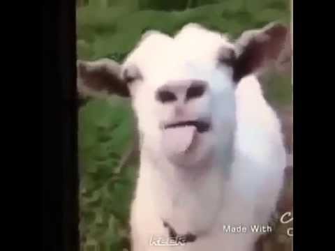 Koza mowi po Arabsku 