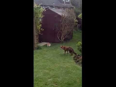 Cats on guard house