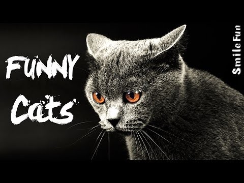 Smieszne Koty 2017 do lez