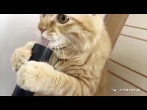 Cat plays with vacuum cleaner