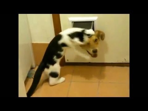 Koty potrafia byc dupkami 