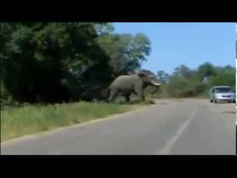 Slon vs samochod