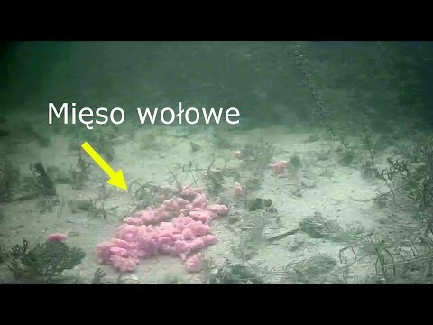 Reakcja ryb na Mieso wolowe 