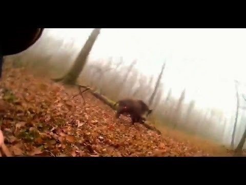 Dziki dzik na polowaniu