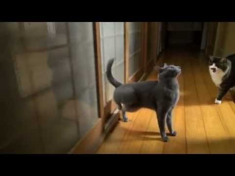 Cat knocking on the door 