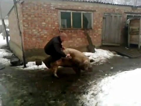 Rosyjskie rodeo
