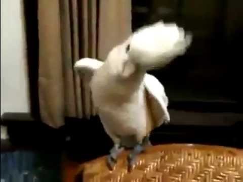 Parrot Dancing Gangnam Style