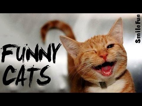 Smieszne Koty 2017 do lez zabawy z kotow Koty