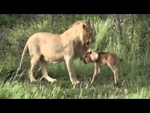 Lew chroni dziecko gnu