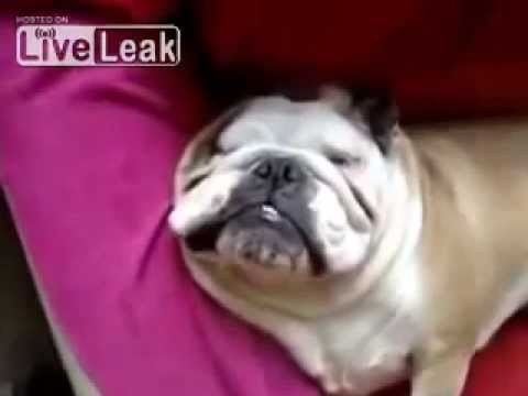 Dog Snoring