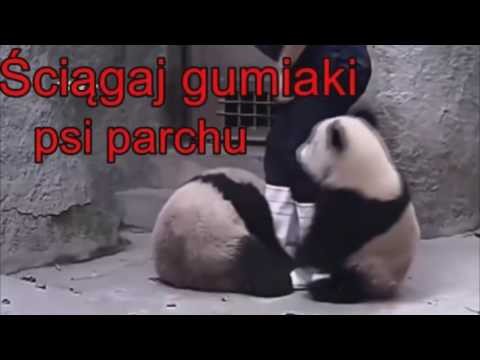 Kung Fu Panda Historia Prawdziwa.
