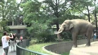 Slon zgrywus