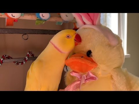 Smieszne wideo z  papugami