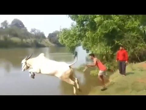 Krowa daje nura do wody