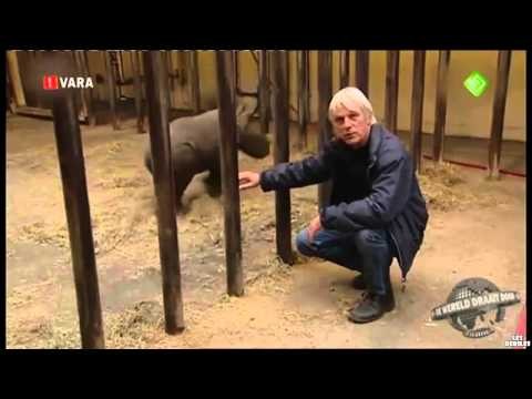 Nawet male nosorozce sa bardzo niebezpieczne 
