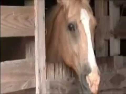 Murzyn notorycznie gwalcil konie 