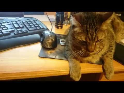 Kot pilnuje myszy