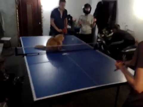 Ping pong Kot Harlem shake