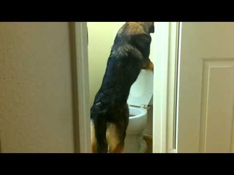 Pies ktory nauczyl sie uzywac toalety