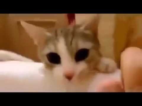 Kot ratownik