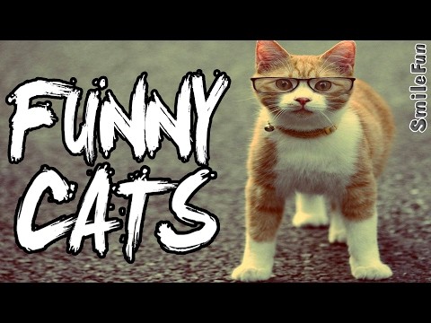 Smieszne Koty 2017 do lez zabawy z kotow i psow w 