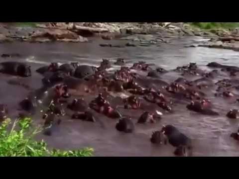 Hipopotamy daja wycisk krokodylowi nilowemu