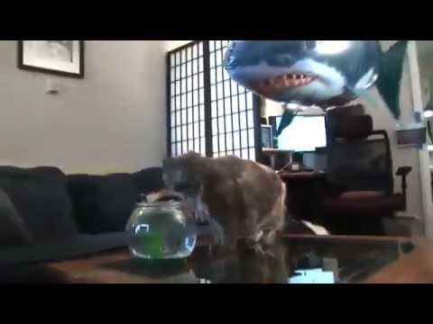 Flying shark and cat