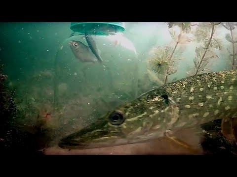  Podwodny pokaz za szklem -drapiezniki w akcji 