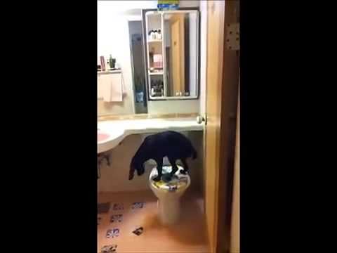 Wyszkolony pies do stosowania toaletowego