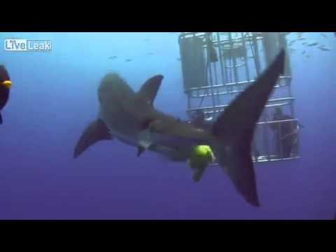 Rekin wyproznil sie nurkow 