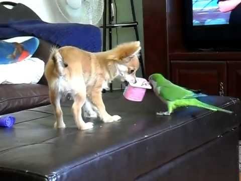 Pies vs papuga za Jogurt
